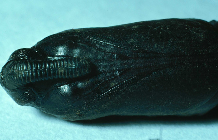 Fig. 20. Pupa de <i>Manduca dilucida</i></i> (Sphingidae), vista ventral, acercamiento del torax, 45mm de longitud, Voucher: 84-SRNP-593-DHJ7484.jpg.