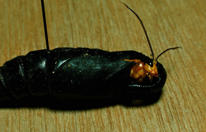 Fig. 21. Pupa de <i>Manduca dilucida</i></i> (Sphingidae) parasitada, avispa Ichneumonidae <i>Mokajoppa respinozai</i></i>. Voucher: 87-SRNP-481-DHJ9762.jpg.