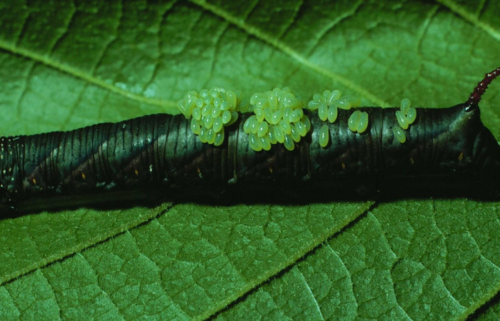 Fig. 23. Larva de <i>Manduca dilucida</i></i> (Sphingidae) parasitada por Hymenoptera, <i>Euplectrus testaceipes</i></i> (Chalcidoidea) . Voucher: 84-SRNP-476-DHJ7384.jpg. 