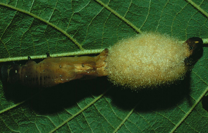 Fig. 24. Larva de <i>Manduca dilucida</i></i> (Sphingidae) parasitada por Hymenoptera, <i>Euplectrus testaceipes</i></i> (Chalcidoidea) al posterior de la larva la masa café son los capullos formados. Voucher: 84-SRNP-623-DHJ7495.jpg.
