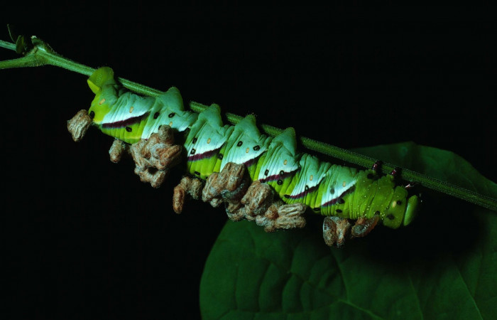 Fig. 25. Larva de <i>Manduca dilucida</i></i> (Sphingidae) parasitada por Hymenoptera, <i>Microplitis espinachi</i></i> (Braconidae). Pegados al dorso de la larva en ultimo estadío, 42mm de longitud. Voucher: 83-SRNP-726-DHJ5592.jpg.