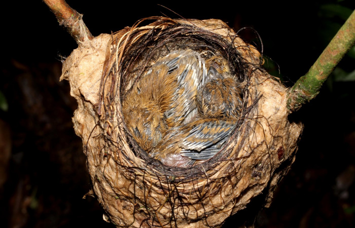 Fig. 10 Pichones de Stub-tailed Spadebill (Piquichato Norteño) <i>Platyrinchus cancrominus</i></i> (Tyrannidae). 13 de junio 2022, Estación Biológica Los Almendros, Sector El Hacha ACG, Foto. Roster Moraga