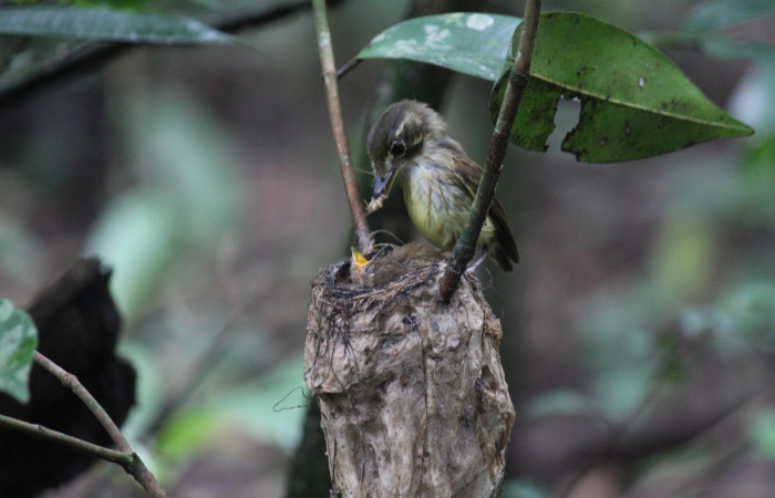 Fig. 11 Stub-tailed Spadebill (Piquichato Norteño) <i>Platyrinchus cancrominus</i></i> (Tyrannidae). Entregando un grillo a sus pichones 16 de junio 2022, Estación Biológica Los Almendros, Sector El Hacha ACG, Foto. Roster Moraga