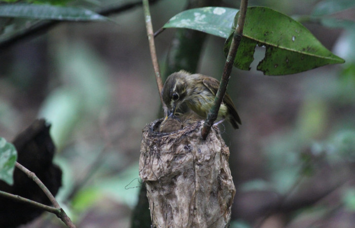 Fig. 12 Stub-tailed Spadebill (Piquichato Norteño) <i>Platyrinchus cancrominus</i></i> (Tyrannidae). Entregando un grillo a sus pichones 16 de junio 2022, Estación Biológica Los Almendros, Sector El Hacha ACG, Foto. Roster Moraga