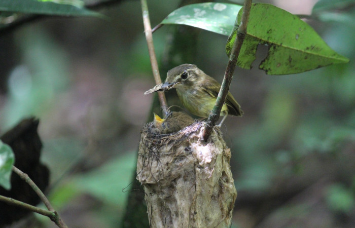 Fig. 13 Stub-tailed Spadebill (Piquichato Norteño) <i>Platyrinchus cancrominus</i></i> (Tyrannidae). Entregando una mariposa nocturna a sus pichones 16 de junio 2022, Estación Biológica Los Almendros, Sector El Hacha ACG, Foto. Roster Moraga