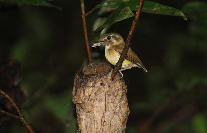 Fig. 14 Stub-tailed Spadebill (Piquichato Norteño) <i>Platyrinchus cancrominus</i></i> (Tyrannidae). Entregando una mariposa nocturna a sus pichones 16 de junio 2022, Estación Biológica Los Almendros, Sector El Hacha ACG, Foto. Roster Moraga