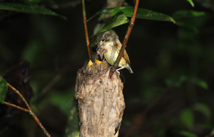 Fig. 15 Stub-tailed Spadebill (Piquichato Norteño) <i>Platyrinchus cancrominus</i></i> (Tyrannidae). Entregando una mariposa nocturna a sus pichones 16 de junio 2022, Estación Biológica Los Almendros, Sector El Hacha ACG, Foto. Roster Moraga