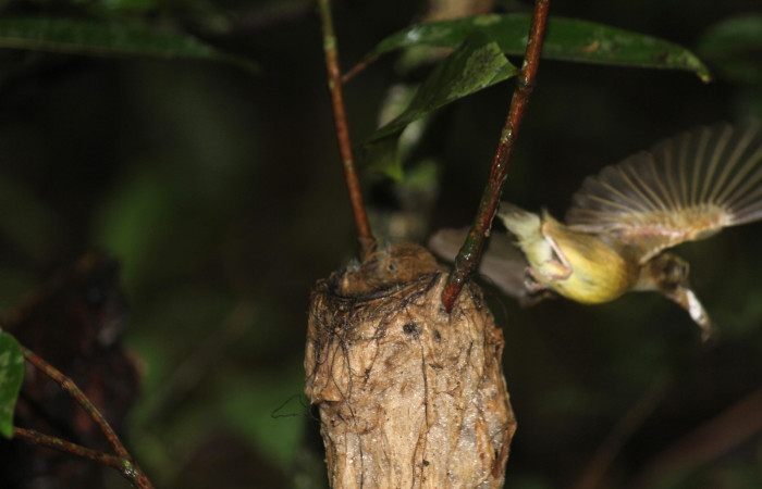 Fig. 16 Stub-tailed Spadebill (Piquichato Norteño) <i>Platyrinchus cancrominus</i></i> (Tyrannidae). Quitando saco fecal a sus pichones 16 de junio 2022, Estación Biológica Los Almendros, Sector El Hacha ACG, Foto. Roster Moraga