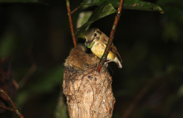 Fig. 17 Stub-tailed Spadebill (Piquichato Norteño) <i>Platyrinchus cancrominus</i></i> (Tyrannidae). Entregando una oruga de mariposa nocturna a sus pichones 21 de junio 2022, Estación Biológica Los Almendros, Sector El Hacha ACG, Foto. Roster Moraga