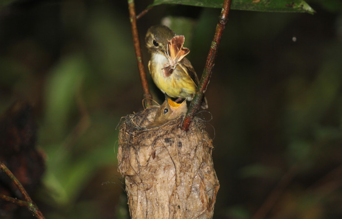 Fig. 18 Stub-tailed Spadebill (Piquichato Norteño) <i>Platyrinchus cancrominus</i></i> (Tyrannidae). Entregando una mariposa nocturna a sus pichones 21 de junio 2022, Estación Biológica Los Almendros, Sector El Hacha ACG, Foto. Roster Moraga