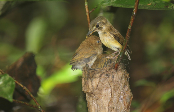Fig. 19 Stub-tailed Spadebill (Piquichato Norteño) <i>Platyrinchus cancrominus</i></i> (Tyrannidae). Entregando una araña a sus pichones 21 de junio 2022, Estación Biológica Los Almendros, Sector El Hacha ACG, Foto. Roster Moraga