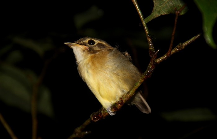Fig. 1 Stub-tailed Spadebill (Piquichato Norteño) <i>Platyrinchus cancrominus</i></i> (Tyrannidae). Noche del 19 de diciembre 2019 Estación Biológica Los Almendros Sector El Hacha ACG, Foto. Roster Moraga