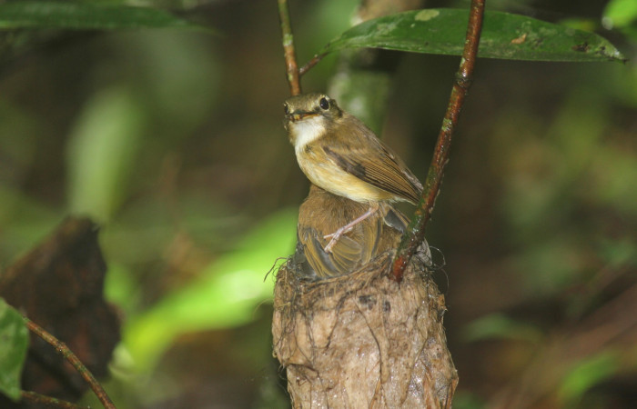 Fig. 20 Stub-tailed Spadebill (Piquichato Norteño) <i>Platyrinchus cancrominus</i></i> (Tyrannidae). Entregando una araña a sus pichones 21 de junio 2022, Estación Biológica Los Almendros, Sector El Hacha ACG, Foto. Roster Moraga
