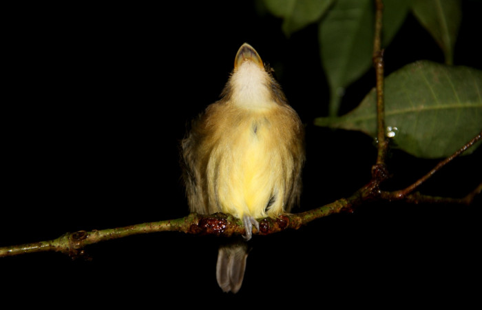 Fig. 2 Stub-tailed Spadebill (Piquichato Norteño) <i>Platyrinchus cancrominus</i></i> (Tyrannidae). Noche del 19 de diciembre 2019, Estación Biológica Los Almendros Sector El Hacha ACG, Foto. Roster Moraga
