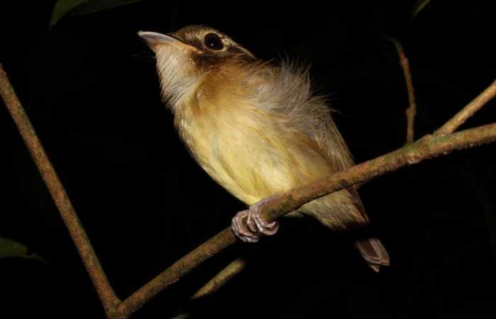Fig. 3 Stub-tailed Spadebill (Piquichato Norteño) <i>Platyrinchus cancrominus</i></i> (Tyrannidae). Noche del 09 de junio 2021, Estación Biológica Los Almendros Sector El Hacha ACG, Foto. Roster Moraga