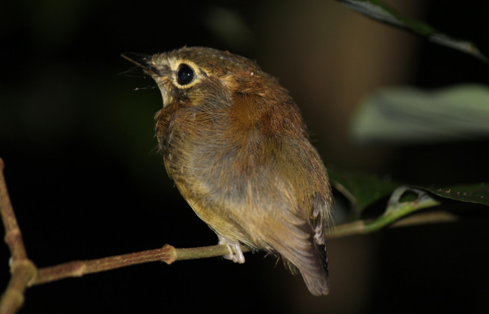 Fig. 4 Stub-tailed Spadebill (Piquichato Norteño) <i>Platyrinchus cancrominus</i></i> (Tyrannidae). Noche del 21 de setiembre 2021, Estación Biológica Los Almendros Sector El Hacha ACG, Foto. Roster Moraga