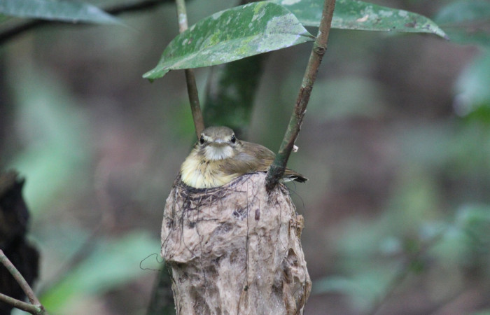 Fig. 5  Nido de Stub-tailed Spadebill (Piquichato Norteño) <i>Platyrinchus cancrominus</i></i> (Tyrannidae). 10 de junio 2022, Estación Biológica Los Almendros, Sector El Hacha ACG, Foto. Roster Moraga