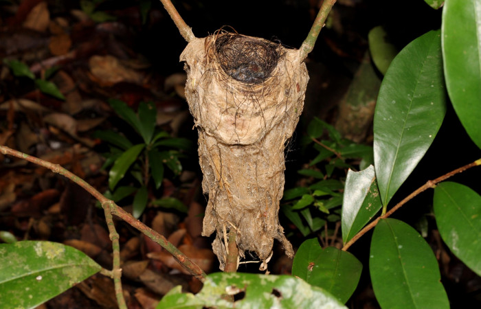 Fig. 6  Nido de Stub-tailed Spadebill (Piquichato Norteño) <i>Platyrinchus cancrominus</i></i> (Tyrannidae). 10 de junio 2022, Estación Biológica Los Almendros, Sector El Hacha ACG, Foto. Roster Moraga