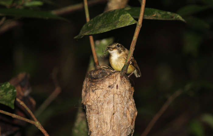 Fig. 7  Stub-tailed Spadebill (Piquichato Norteño) <i>Platyrinchus cancrominus</i></i> (Tyrannidae). Entregando una araña a sus pichones 13 de junio 2022, Estación Biológica Los Almendros, Sector El Hacha ACG, Foto. Roster Moraga