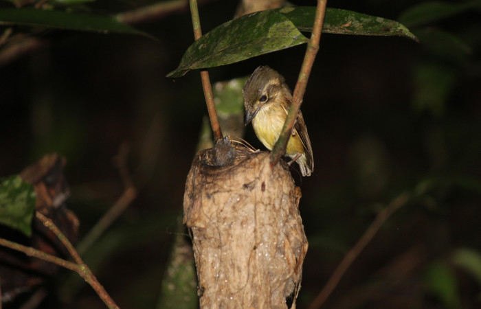 Fig. 8  Stub-tailed Spadebill (Piquichato Norteño) <i>Platyrinchus cancrominus</i></i> (Tyrannidae). Entregando una araña a sus pichones 13 de junio 2022, Estación Biológica Los Almendros, Sector El Hacha ACG, Foto. Roster Moraga