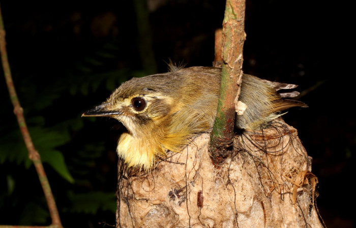 Fig. 9 Stub-tailed Spadebill (Piquichato Norteño) <i>Platyrinchus cancrominus</i></i> (Tyrannidae). Calentando a sus pichones 13 de junio 2022, Estación Biológica Los Almendros, Sector El Hacha ACG, Foto. Roster MoragaFig. 10 Pichones de Stub-tailed Spadebill (Piquichato Norteño) <i>Platyrinchus cancrominus</i></i> (Tyrannidae). 13 de junio 2022, Estación Biológica Los Almendros, Sector El Hacha ACG, Foto. Roster Moraga