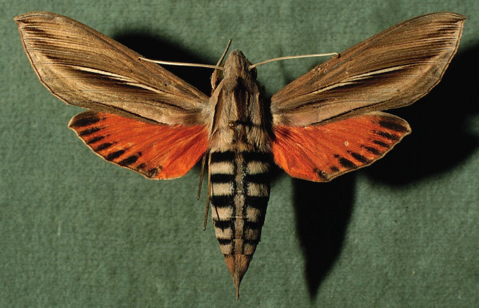 Fig.02. Adulto de <i>Phryxus caicus</i></i> (Sphingidae), hembra vista dorsal, 70mm de longitud, Area Conservación Guanacaste, Costa Rica. Voucher: 94-SRNP-3466-DHJ30191.jpg.