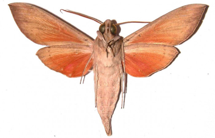 Fig.03. Adulto de <i>Phryxus caicus</i></i> (Sphingidae), macho vista ventral, 66mm de longitud, Area Conservación Guanacaste, Costa Rica. Voucher: 94-SRNP-3465-DHJ35445.jpg.