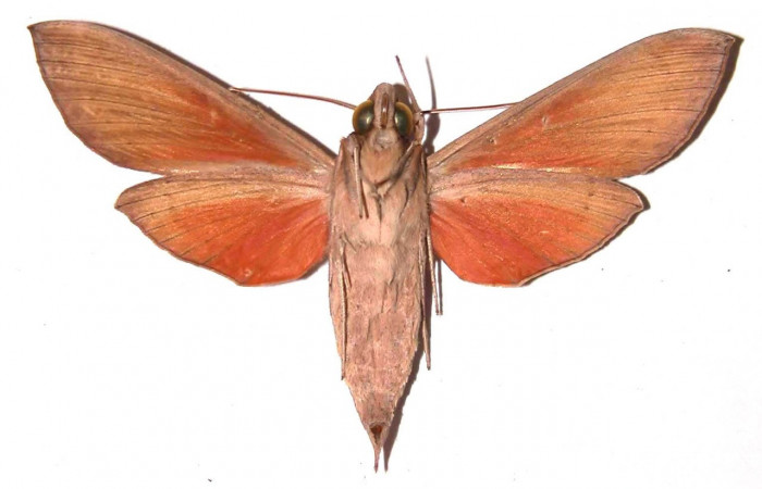 Fig.04. Adulto de <i>Phryxus caicus</i></i> (Sphingidae), hembra vista ventral, 69mm de longitud, Area Conservación Guanacaste, Costa Rica. Voucher: 94-SRNP-3466-DHJ35443.jpg.