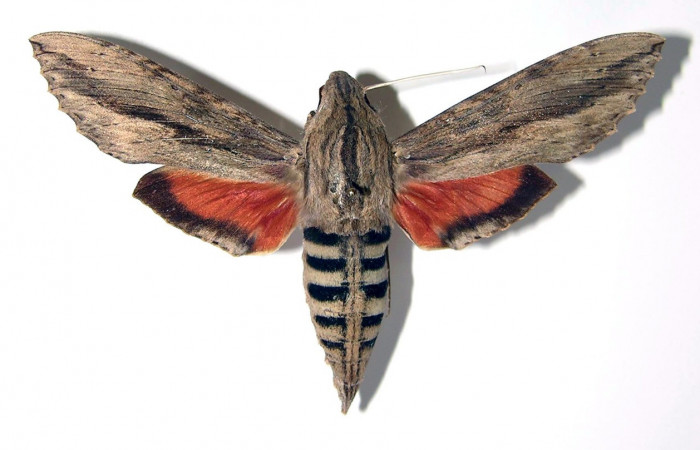Fig.05. Adulto de <i>Erinnyis ello</i></i> (Sphingidae), macho vista dorsal, 82mm de longitud, Area Conservación Guanacaste, Costa Rica. Voucher: 03-SRNP-10530-DHJ95312.jpg.