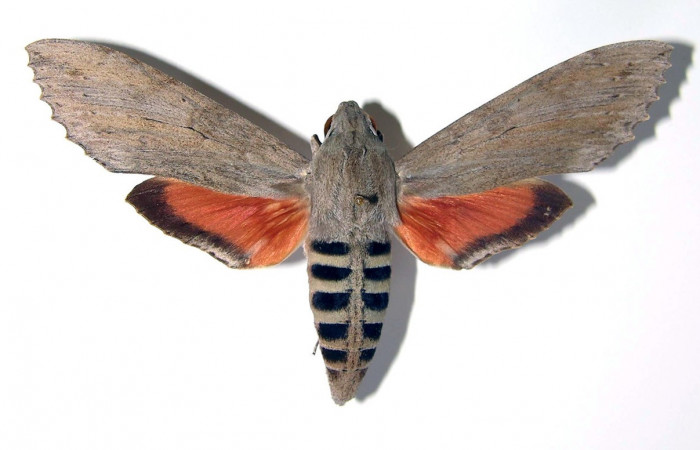 Fig.06. Adulto de <i>Erinnyis ello</i></i> (Sphingidae), macho vista dorsal, 82mm de longitud, Area Conservación Guanacaste, Costa Rica. Voucher: 00-SRNP-1537-DHJ95318.jpg.