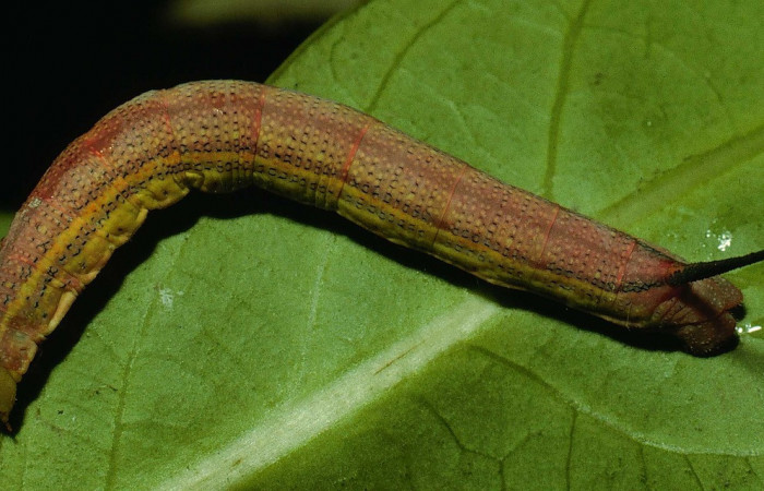 Fig.07. Larva de <i>Phryxus caicus</i></i>, vista dorsal, último estadío, fotografía DH Janzen, Junio 1994. Area de Conservación Guanacaste, Costa Rica. Voucher: 94-SRNP-3464-DHJ26152.jpg.