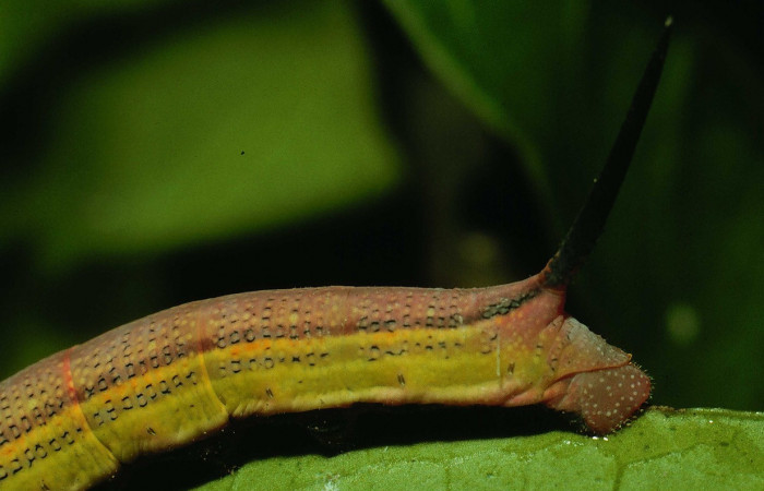 Fig.08. Larva de <i>Phryxus caicus</i></i>, vista lateral posterior, último estadío, fotografía DH Janzen, Junio 1994. Area de Conservación Guanacaste, Costa Rica. Voucher: 94-SRNP-3464-DHJ26154.jpg.jpg.