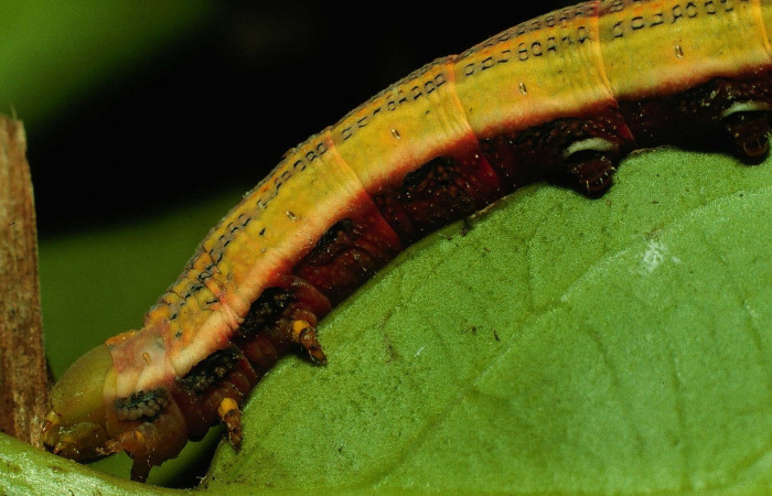 Fig.09. Larva de <i>Phryxus caicus</i></i>, vista lateral torax, último estadío, fotografía DH Janzen, Junio 1994. Area de Conservación Guanacaste, Costa Rica. Voucher: 94-SRNP-3464-DHJ26155.jpg.