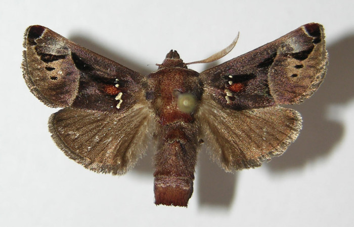 Fig.1. Adulto de <i>Semyra</i></i> finitaDHJ01. En vista dorsal de 25mm de longitud. Voucher : 12-SRNP-77574-DHJ576348.jpg.