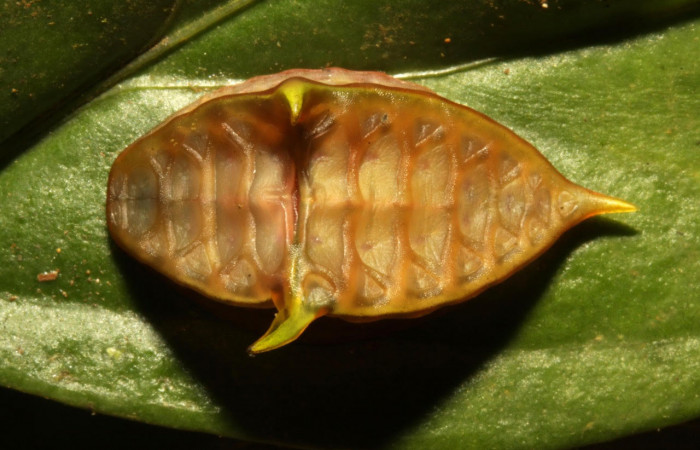 Fig.11. Mostrando larva de <i>Semyra</i></i> finitaDHJ03. En posición dorsal Voucher :16-SRNP-30543-DHJ729658.jpg