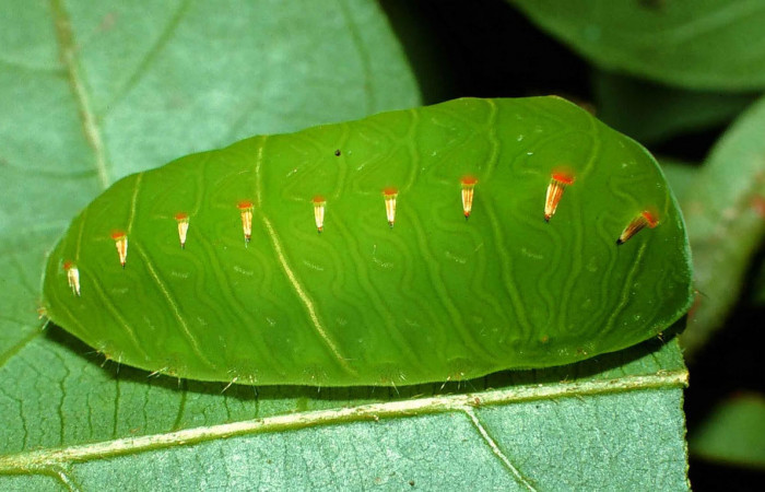 Fig.12. Larva de <i>Natada fusca</i></i>, en penúltimo estadio de 12mm de longitud. Voucher : 99-SRNP-10551-DHJ51507.jpg.