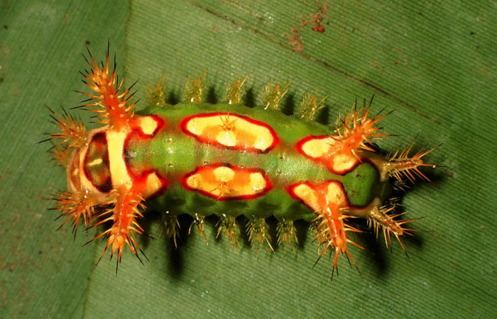 Fig.13. Larva de <i>Talima beckeri</i></i>, en último estadio de 18mm de longitud.. Voucher : 99-SRNP-13388-DHJ52058.jpg.