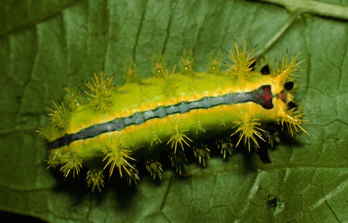 Fig. 14. Mostrando larva de <i>Euclea zygia</i></i>, en posición dorsal. Voucher : 97-SRNP-6564-DHJ43609.jpg.