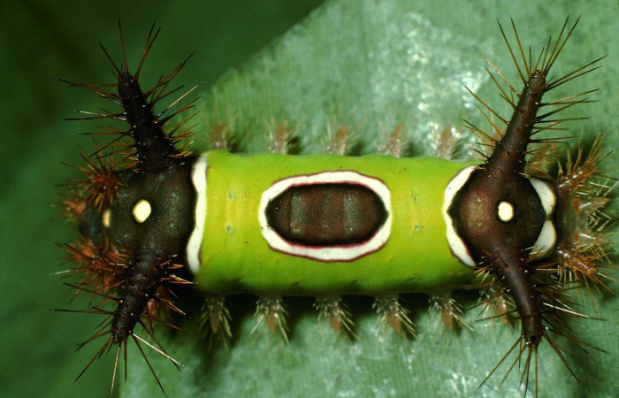 Fig.15. Mostrando larva de <i>Acharia apicalis</i></i>, en posición dorsal. Voucher : 95-SRNP-6852-DHJ24186.jpg