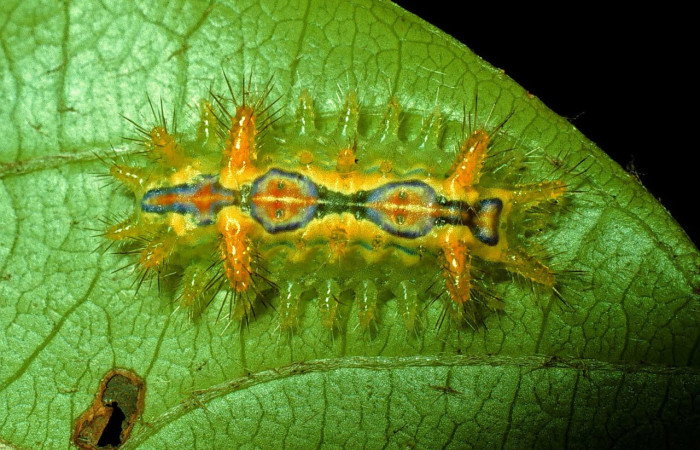 Fig. 16. Mostrando larva de <i>Euclea buscki</i></i>, en posición dorsal. Voucher : 92-SRNP-3305-DHJ15982.jpg