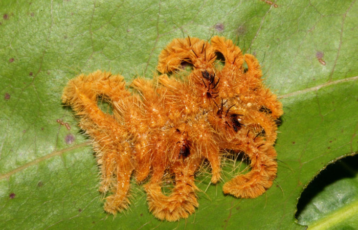 Fig. 17. Mostrando larva de <i>Phobetron hipparchia</i></i>, en posición dorsal. Voucher : 20-SRNP-40643-DHJ768055.jpg