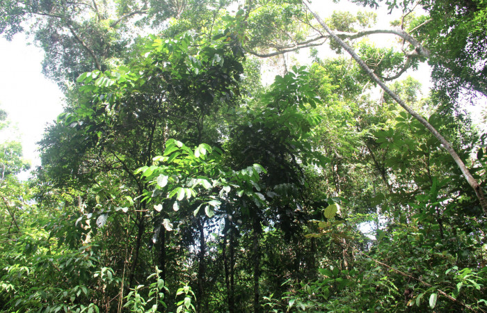 Fig.18. Planta de <i>Tachigali costaricensis</i></i> (Fabaceae), planta hospedera del género Semyra.
