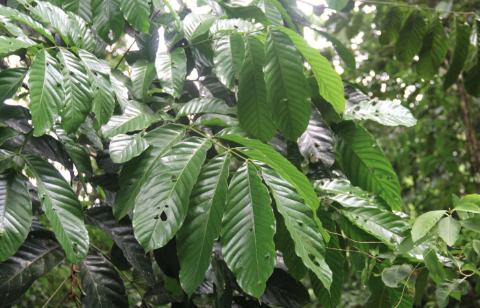 Fig.19. Mostrando hojuelas de <i>Tachigali costaricensis</i></i> (Fabaceae), planta hospedera del género semyra.