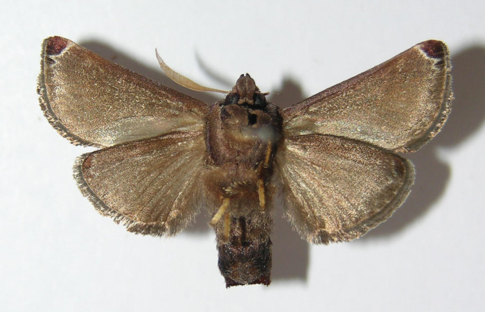 Fig.2. Adulto de <i>Semyra</i></i> finitaDHJ01. En vista ventral de 25mm de longitud. Voucher : 12-SRNP-77574-DHJ576349.jpg