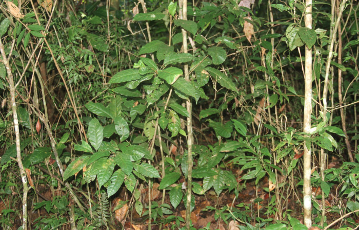 Fig.20. Planta de <i>Croton schiedeanus</i></i> (Euphorbiaceae), planta hospedera del género Semyra.