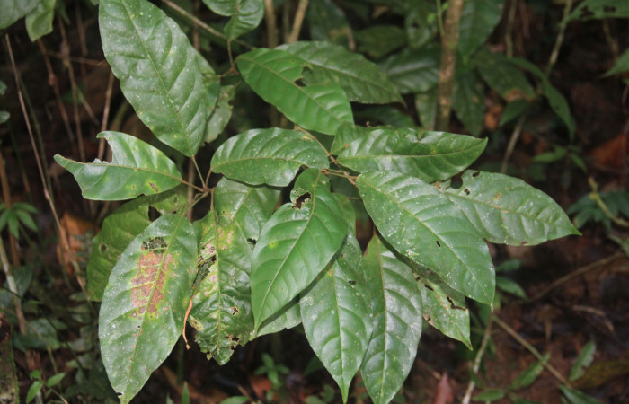 Fig.21. Planta de <i>Croton schiedeanus</i></i> (Euphorbiaceae), planta hospedera del género Semyra.