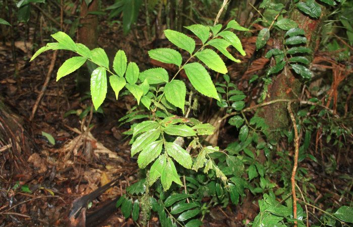 Fig.23. Planta de <i>Roupala montana</i></i> (Proteaceae), planta hospedera del género Semyra.