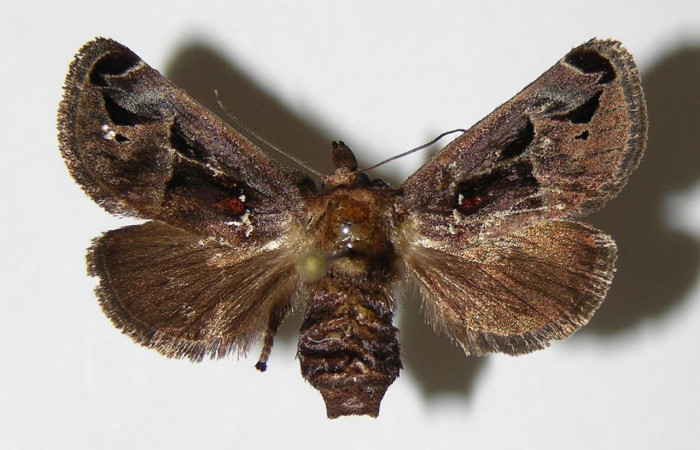 Fig.3. Adulto de <i>Semyra</i></i> finitaDHJ02. En vista dorsal de 27mm de longitud. Voucher : 03-SRNP-38016-DHJ336840.