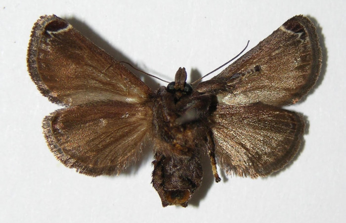 Fig.4. Adulto de <i>Semyra</i></i> finitaDHJ02. En vista ventral de 27mm de longitud. Voucher : 03-SRNP-38016-DHJ336841.