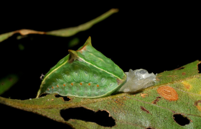 Fig.5. Mostrando larva de <i>Semyra irena</i></i>.  En posición lateral de 20mm de longitud. Voucher :  07-SRNP-4055-DHJ429786.jpg.